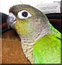 Skittelz the Greencheek Conure