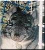 Trixie the Chinchilla