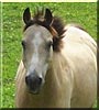 Bucky the Welsh Pony cross