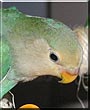 Squeek the Peachface Lovebird