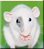 Knox the Dumbo Rat