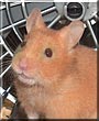 Butterscotch the Honey Bear Hamster