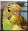 Peekaboo the Budgie
