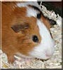 Patch the Guinea Pig