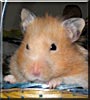 Winky the Teddy Bear Hamster
