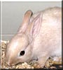 Lacey the Netherland Dwarf Rabbit