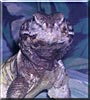 Amelda the Mali Uromastyx Lizard