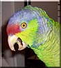 Paco the Lilac Crowned Amazon