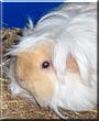 Rory the Long Haired Guinea Pig
