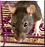 Kirby the Fancy rat
