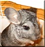 Mister the Chinchilla