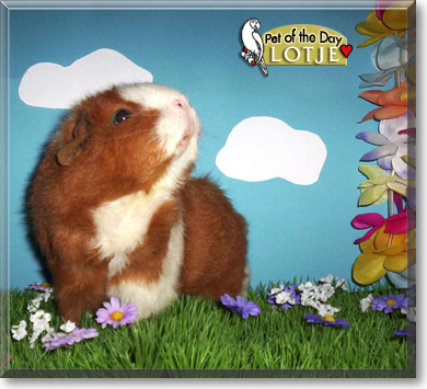 Lotje, the Pet of the Day
