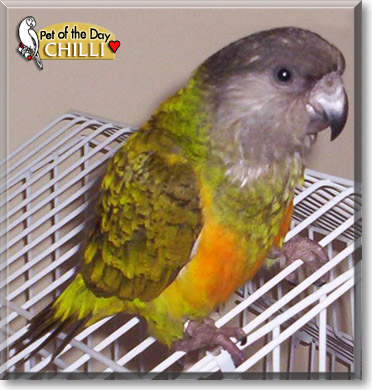 Chilli, the Pet of the Day
