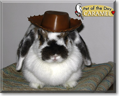 Caramel, the Pet of the Day Caramel, the Pet of the Day