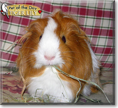 Tiger Lily, the Pet of the Day Tiger Lily, the Pet of the Day
