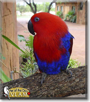 Vlam, the Pet of the Day