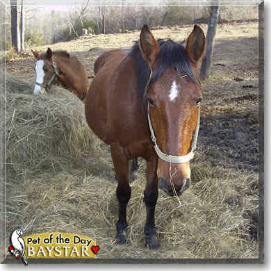 Baystar, the Pet of the Day