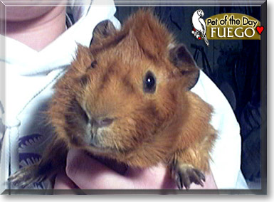 Fuego, the Pet of the Day Fuego, the Pet of the Day