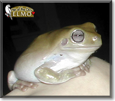Elmo, the Pet of the Day Elmo, the Pet of the Day