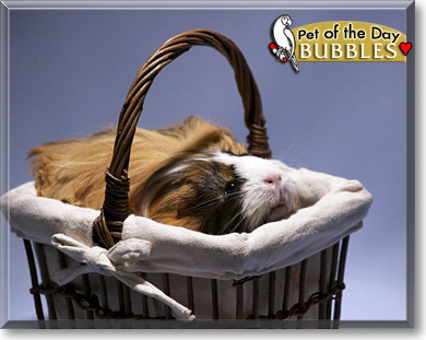 Bubbles, the Pet of the Day