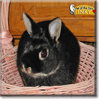 Inky, the Pet of the Day
