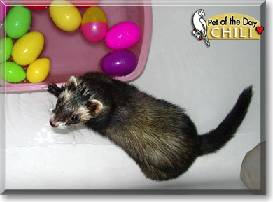 Chili, the Pet of the Day