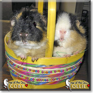 Coby and Ollie, the Pet of the Day