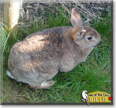Billie, the Pet of the Day