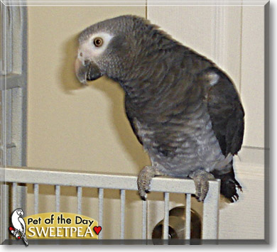 Billie, the Pet of the Day Sweetpea, the Pet of the Day