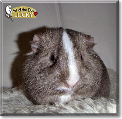 Lucky, the Pet of the Day Lucky, the Pet of the Day
