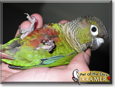 Lucky, the Pet of the Day Kramer, the Pet of the Day