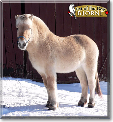 Bjorne, the Pet of the Day Bjorne, the Pet of the Day