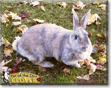 Clover, the Pet of the Day