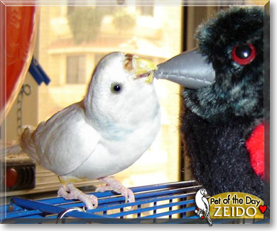 Zeido, the Pet of the Day Zeido, the Pet of the Day