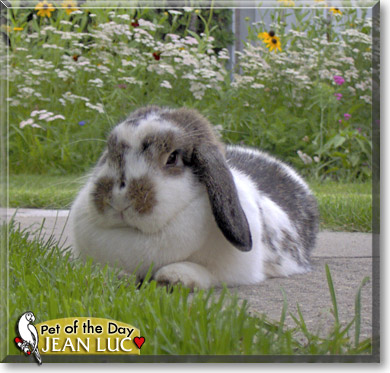 Jean Luc, the Pet of the Day Jean Luc, the Pet of the Day