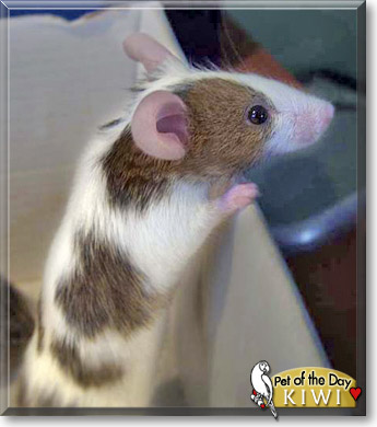 Kiwi, the Pet of the Day