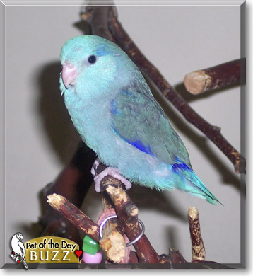 Buzz, the Pet of the Day