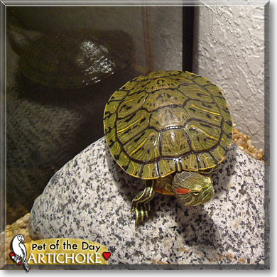 Artichoke, the Pet of the Day Artichoke, the Pet of the Day