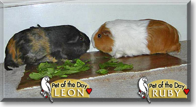 Leon and Ruby, the Pet of the Day