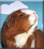 Lotje the Rex Guinea Pig