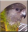 Chilli the Senegal Parrot