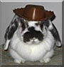 Caramel the Mini Lop Rabbit