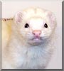 Toad the Ferret