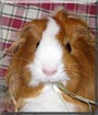 Tiger Lily the Guinea Pig