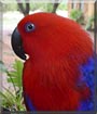 Vlam the Redsided Eclectus Parrot