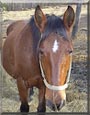 Baystar the Mustang