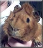 Fuego the Abyssinian Guinea Pig