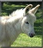 White Feather the Miniature Donkey
