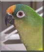 Squirt the Peach Fronted Conure