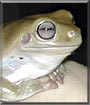 Elmo the White's Treefrog